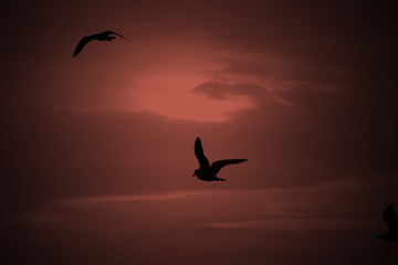 Flying Birds