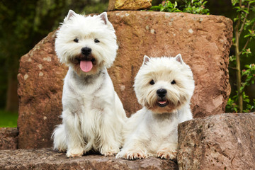 two West Highland White Terriers on a sandstone bench 01