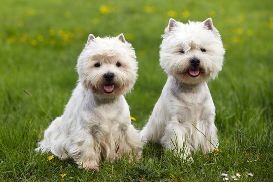 two West Highland White Terriers in the meadow