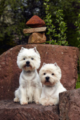two West Highland White Terriers on a sandstone bench, vertical