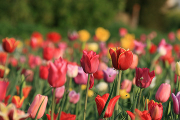 Tulpen  als Hintergrundmotiv