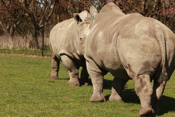 Fototapeta premium Nashorn