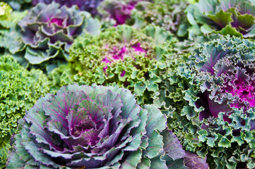 Zierkohl, Brassica oleracea, grün, violett, Kohlsorten