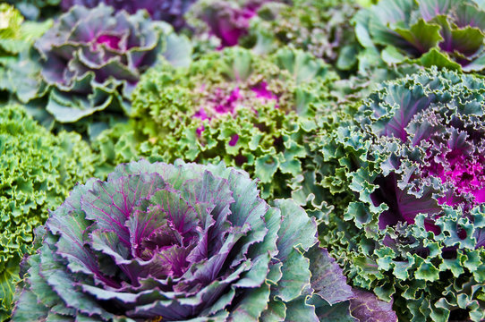 Zierkohl, Brassica oleracea, gr&uuml;n, violett, Kohlsorten