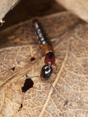 Rove beetle sitting on a leaf. Extreme close-up.