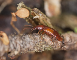 Rove beetle. Extreme close-up.