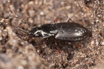 Ground beetle. Macro photo.