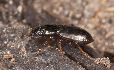 Ground beetle. Macro photo.