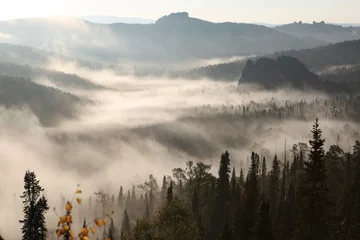 Poster Forêt dans le brouillard brouillard dans les montagnes