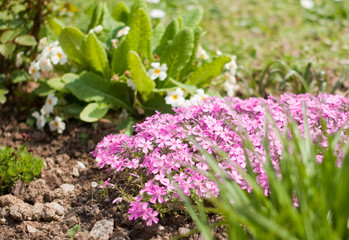 Pik flowers