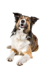 front view of a border collie dog resting