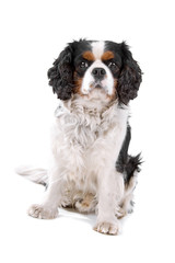 cavalier king charles spaniel dog