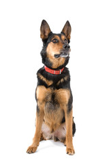german shepherd puppy dog looking up