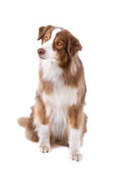 front view of a border collie dog isolated on a white background