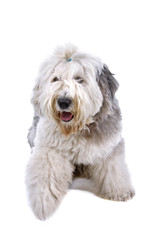 front view of an old English Sheepdog (bobtail)