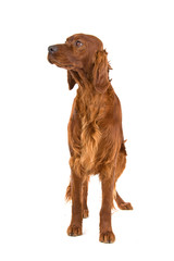 irish setter dog (red setter) looking forward