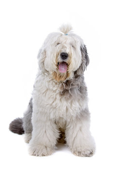 Old English Sheepdog Sitting In White Studio Stock Photo, Picture and  Royalty Free Image. Image 66897264.