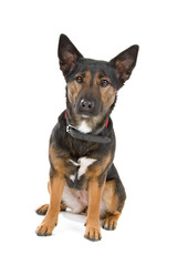 Obraz premium mixed breed ,shortleg shepherd dog loking at camera