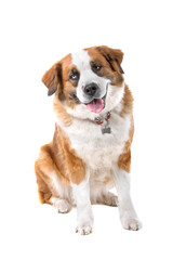 mixed breed st. bernard dog isolated on a wite background