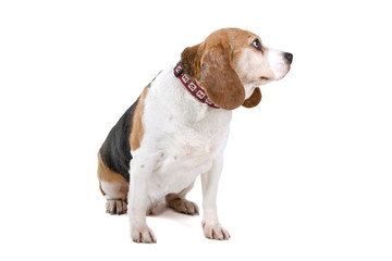 old Beagle dog isolated on a white background