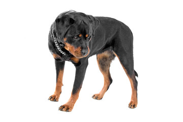 rottweiler dog looking down, isolated on a white background