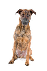 mixed breed dog (Dutch shepherd/Belgian shepherd)