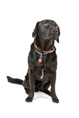 black labrador retriever isolated on a white background