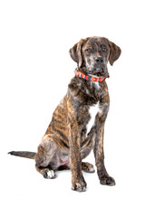 mixed breed (bernese mountain dog/Labrador)