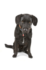 black labrador retriever isolated on a white background