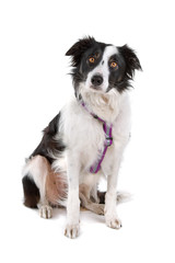 black and white border collie dog looking at camera