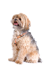 mixed breed dog isolated on a white background