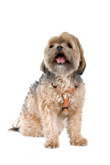 mixed breed dog isolated on a white background