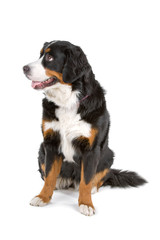 bernese mountain  dog (berner sennenhund, bernois)
