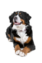bernese mountain (berner sennenhund, bernois)