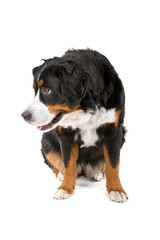 Bernese Mountain Dog(Berner Sennenhund, Berner, Bernese)