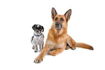 cute shih tzu dog and a german shepherd dog