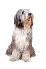 Bearded collie, highland collie, mountain collie dog