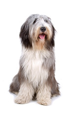 Bearded collie, highland collie, mountain collie