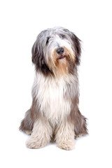 Bearded collie,Highland collie, Mountain collie,