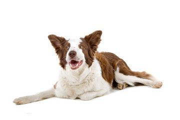 brown and white border collie dog isolated on white