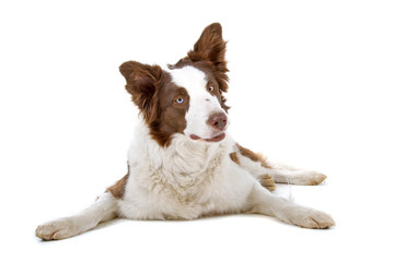 front view of a brown and white border collie dog