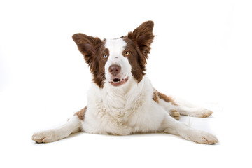 front view of a brown and white border collie dog