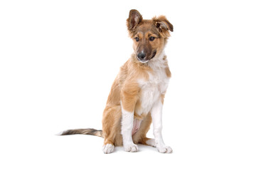 cute mixed breed puppy isolated on a white background