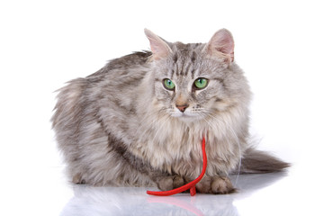 front view of a norwegian long haired forest cat
