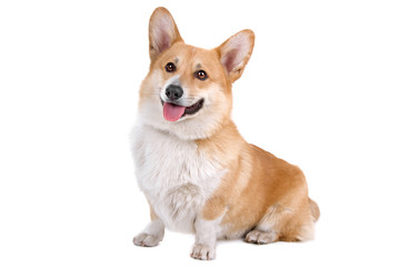 front view of a Welsh Corgi Pembroke dog sticking out tongue - 22466971