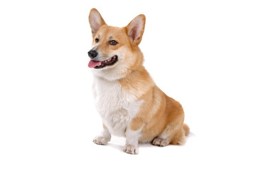 Welsh Corgi Pembroke dog sticking out tongue