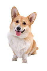 Welsh Corgi Pembroke dog sticking out tongue