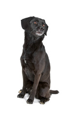 mixed breed dog sitting obedient