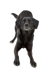 black mixed breed dog waiting to jump