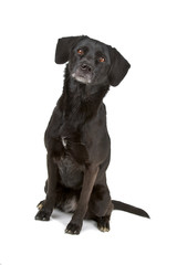 mixed breed dog isolated on a white background